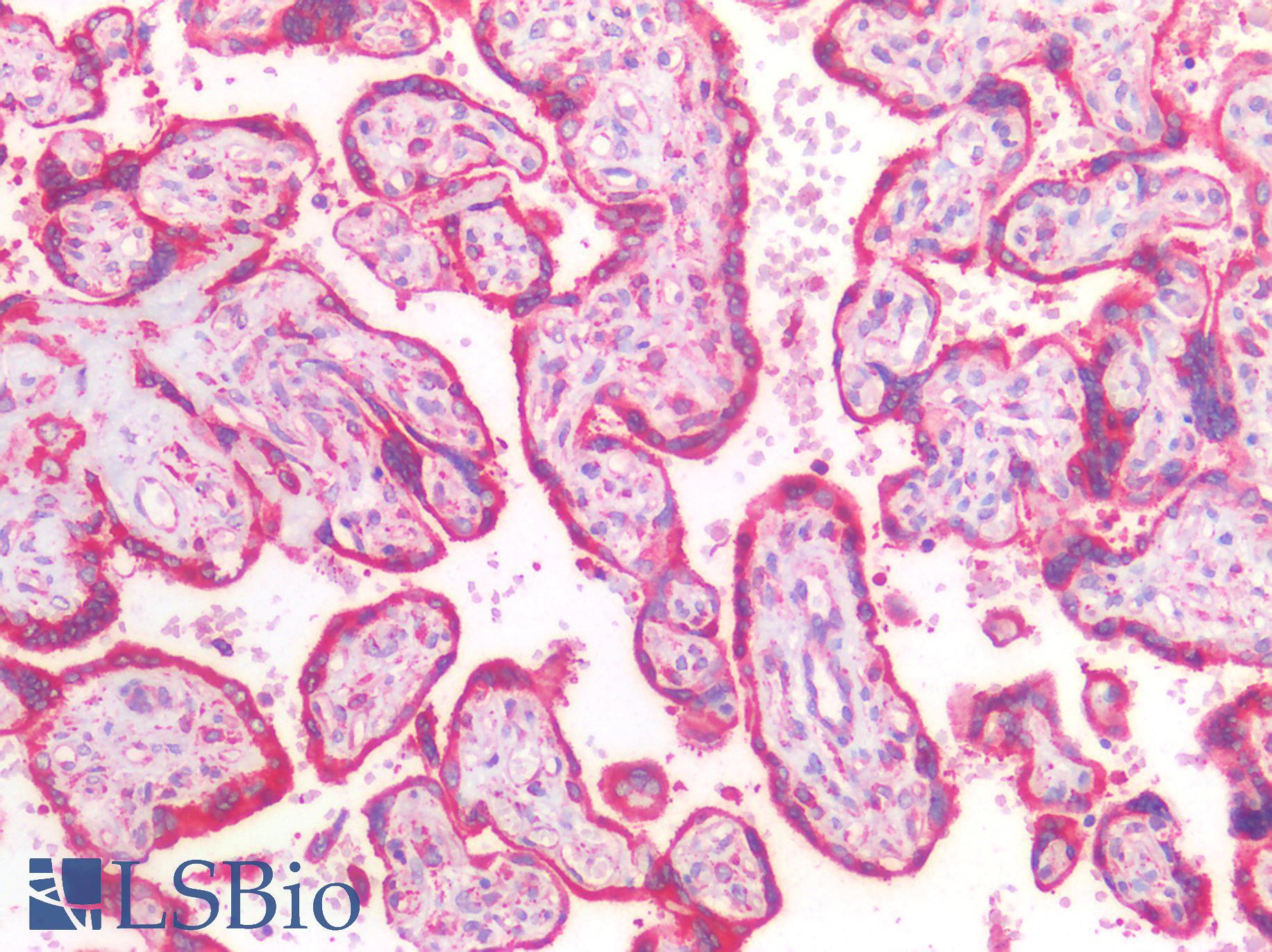 HSPA5 / GRP78 / BiP Antibody - Human Placenta: Formalin-Fixed, Paraffin-Embedded (FFPE)