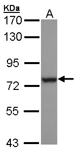 HSPA6 / HSP70B' Antibody - Sample (30 ug of whole cell lysate). A: H1299. 7.5% SDS PAGE. HSPA6 antibody diluted at 1:1000
