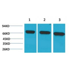 HSPA8 / HSC70 Antibody - Western Blot (WB) analysis of 1) HeLa, 2)Mouse Brain Tissue, 3) Rat Brain Tissue with HSC70 Mouse Monoclonal Antibody diluted at 1:2000.