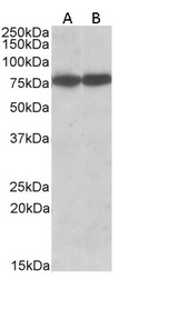 HSPA8 / HSC70 Antibody - HSPA8 / HSC70 antibody (0.03µg/ml) staining of HepG2 (A) and NIH3T3 (B) cell lysate (35µg protein in RIPA buffer). Detected by chemiluminescence.