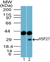 HSPB1 / HSP27 Antibody - Western blot of HSP27 in human skeletal muscle lysate using 1) preimmune sera at 1:5000 and 2) peptide affinity purified HSPB1 / HSP27 Antibody at 2.0 ug/ml. Goat anti-rabbit Ig HRP secondary antibody, and PicoTect ECL substrate solution, were used for this test.
