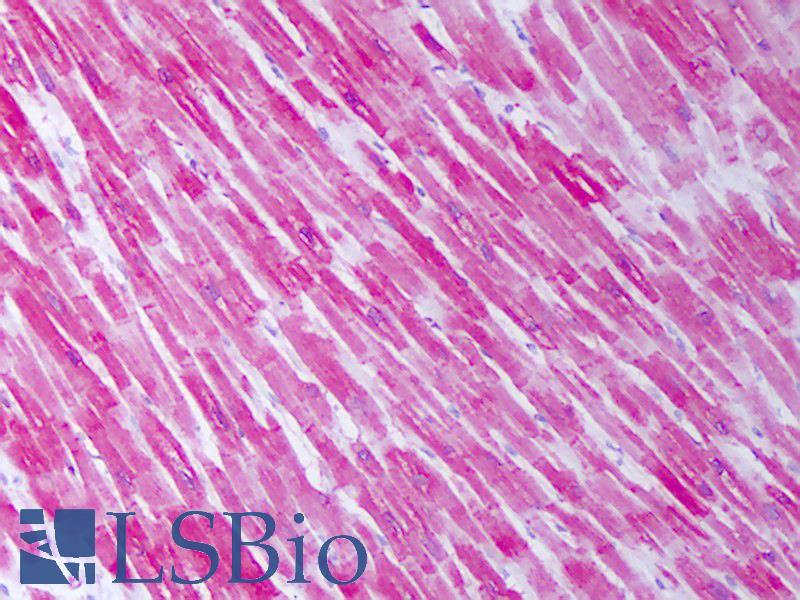 HSPB1 / HSP27 Antibody - Anti-HSPB1 antibody IHC of human heart. Immunohistochemistry of formalin-fixed, paraffin-embedded tissue after heat-induced antigen retrieval. Antibody concentration 10 ug/ml.  This image was taken for the unconjugated form of this product. Other forms have not been tested.