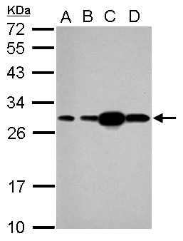 HSPB1 / HSP27 Antibody - Sample (30 ug of whole cell lysate) A: 293T B: A431 C: HeLa D: HepG2 12% SDS PAGE HSPB1 antibody diluted at 1:1000
