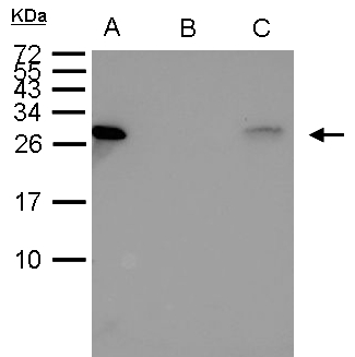 HSPB1 / HSP27 Antibody - HSP27 antibody immunoprecipitates HSP27 protein in IP experiments. IP Sample: 1000 ug HeLa whole cell lysate/extract A. 40 ug HeLa whole cell lysate/extract B. Control with 2.5 ug of preimmune rabbit IgG C. Immunoprecipitation of HSP27 protein by 2.5 ug of HSP27  15% SDS-PAGE The immunoprecipitated HSP27 protein was detected by HSP27 antibody  diluted at 1:1000. EasyBlot anti-rabbit IgG was used as a secondary reagent.