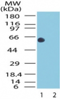 HSPD1 / HSP60 Antibody - Western blot of Hsp60 in the 1) absence and 2) presence of immunizing peptide in HeLa cell lysate using antibody at 0.5 ug/ml.