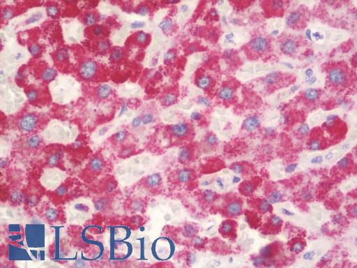 HSPD1 / HSP60 Antibody - Anti-HSPD1 / HSP60 antibody IHC staining of human liver. Immunohistochemistry of formalin-fixed, paraffin-embedded tissue after heat-induced antigen retrieval. Antibody concentration 10 ug/ml.