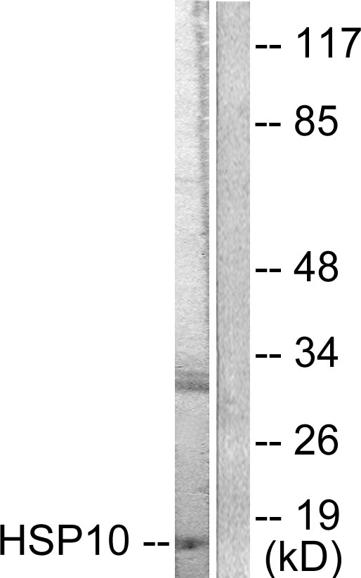HSPE1 / HSP10 / Chaperonin 10 Antibody - Western blot analysis of lysates from NIH/3T3 cells, using HSP10 Antibody. The lane on the right is blocked with the synthesized peptide.