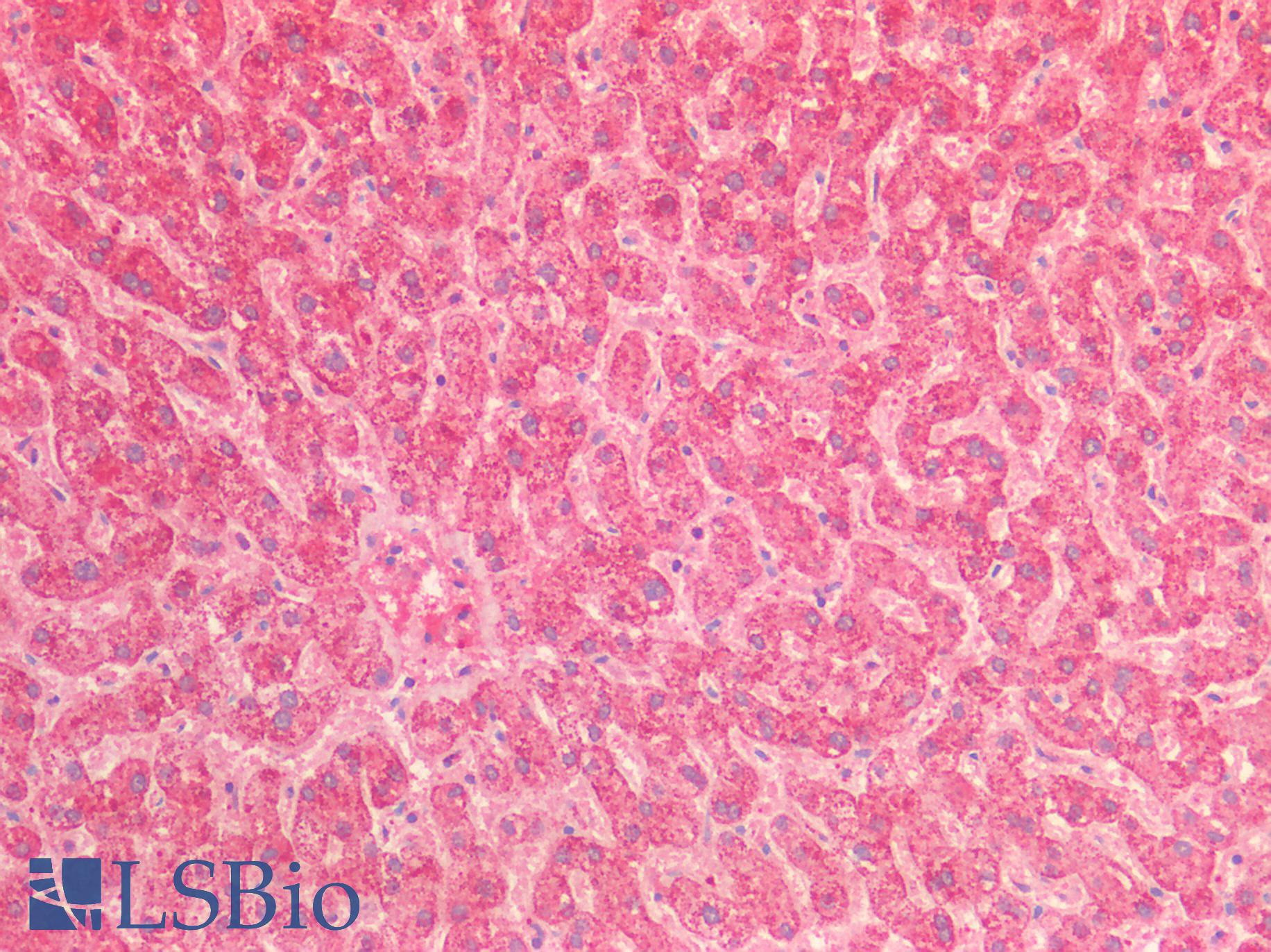HSPE1 / HSP10 / Chaperonin 10 Antibody - Human Liver: Formalin-Fixed, Paraffin-Embedded (FFPE)