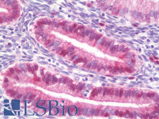HSPH1 / HSP105 Antibody - Anti-HSPH1 / HSP110 antibody IHC staining of human uterus, endometrium. Immunohistochemistry of formalin-fixed, paraffin-embedded tissue after heat-induced antigen retrieval. Antibody dilution 1:100.