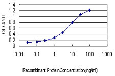 HT036 / HYI Antibody - Detection limit for recombinant GST tagged HYI is approximately 0.1 ng/ml as a capture antibody.
