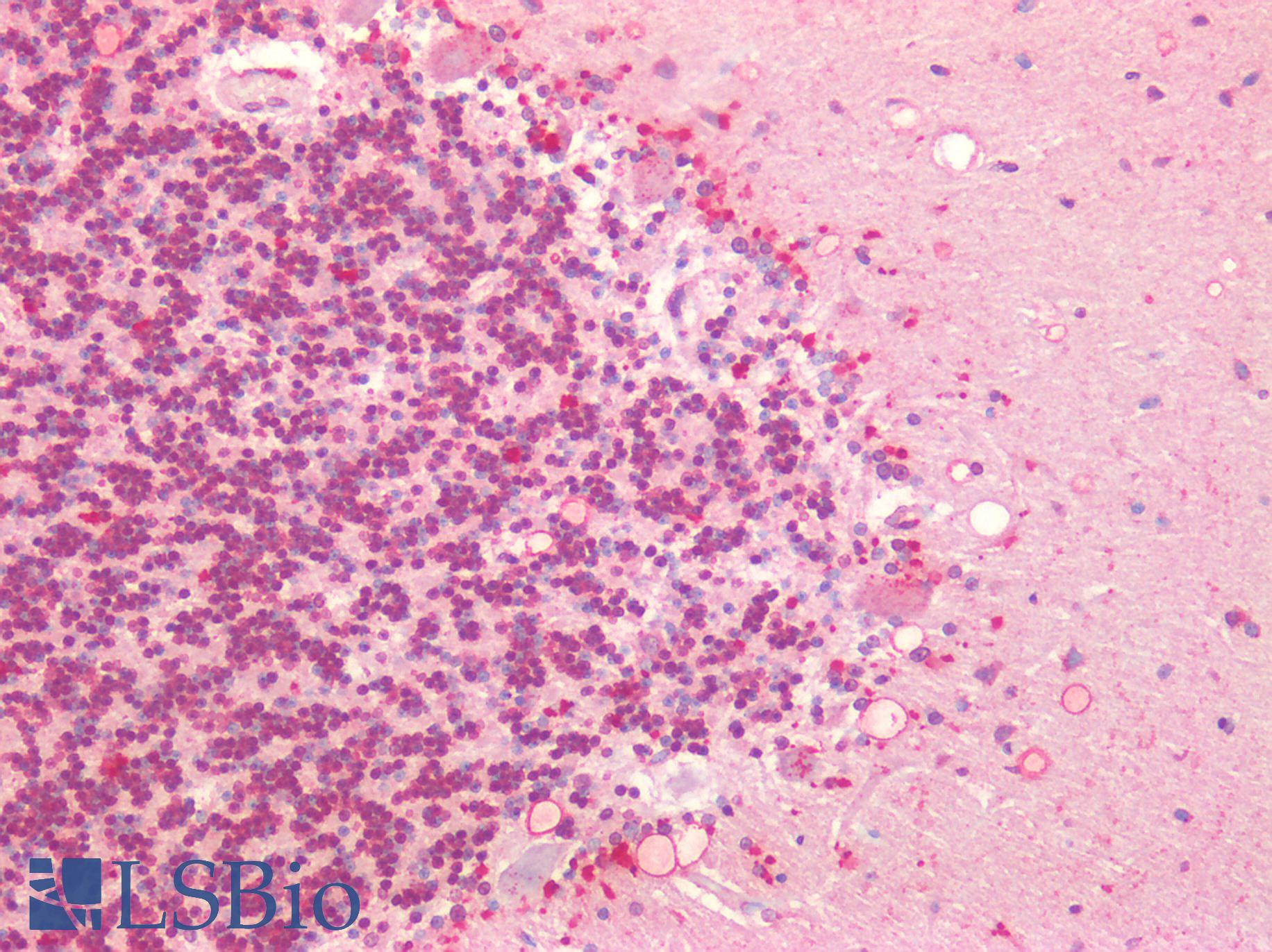 HTR1A / 5-HT1A Receptor Antibody - Human Brain, Cerebellum: Formalin-Fixed, Paraffin-Embedded (FFPE)