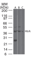 HTRA3 Antibody - Western blot of HtrA3 in rat heart lysate using antibody at 2 ug/ml.