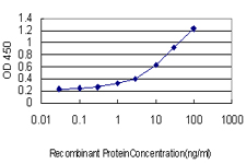 HTT / Huntingtin Antibody - Detection limit for recombinant GST tagged HD is approximately 0.3 ng/ml as a capture antibody.