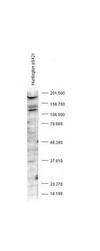 HTT / Huntingtin Antibody - Anti-Huntingtin pS421 Antibody - Western Blot. Western blot analysis is shown using Affinity Purified anti-Huntingtin pS421 antibody to detect endogenous protein present in an unstimulated human PC-3 whole cell lysate (arrowhead). Comparison to a molecular weight marker indicates a band of ~190 kD corresponding to truncated human Huntingtin protein. The blot was incubated with a 1:1000 dilution of the antibody at room temperature followed by detection using standard techniques. Personal communication,.