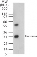 Humanin Antibody - Western blot of Humanin in (A) recombinant fusion protein containing amino acids1-24 and (B) fusion partner without these amino acids, using antibody at 1:2000.