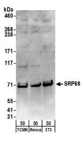 HUPF2 / UPF2 Antibody - Detection of mouse SRP68 by western blot. Samples: Whole cell lysate (50 µg) from TCMK-1, Renca, and NIH 3T3 cells. Antibodies: Affinity purified rabbit anti-SRP68 antibody used for WB at 0.1 µg/ml. Detection: Chemiluminescence with an exposure time of 30 seconds.