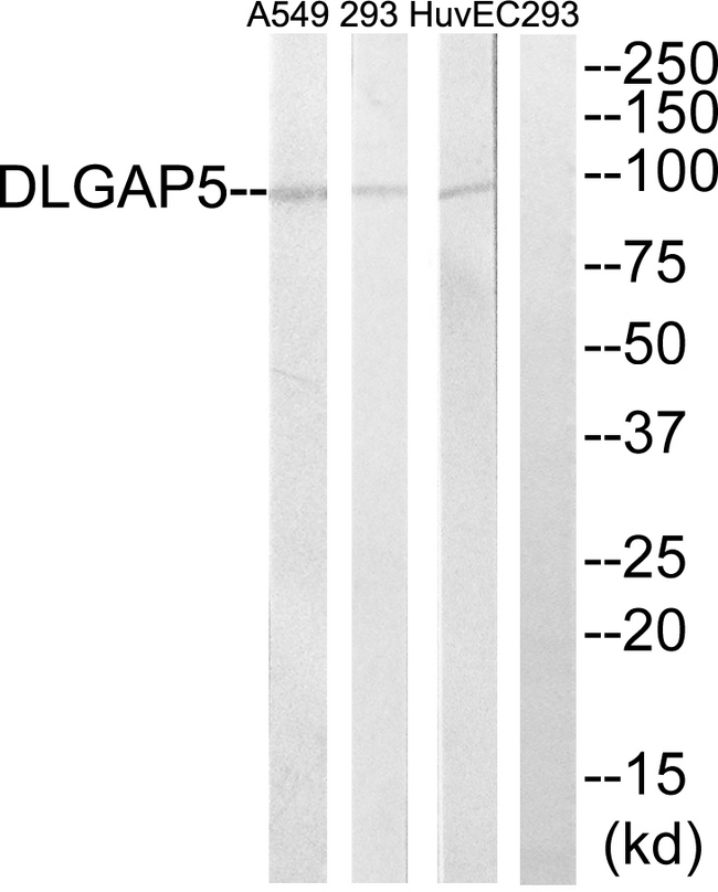 HURP / DLGAP5 Antibody - Western blot analysis of lysates from A549, 293, and HUVEC cells, using DLGAP5 Antibody. The lane on the right is blocked with the synthesized peptide.