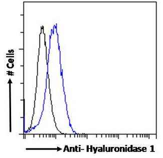 HYAL1 Antibody - Hyaluronidase 1 antibody flow cytometric analysis of paraformaldehyde fixed HepG2 cells (blue line), permeabilized with 0.5% Triton. Primary incubation 1hr (10ug/ml) followed by Alexa Fluor 488 secondary antibody (1ug/ml). IgG control: Unimmunized goat IgG (black line) followed by Alexa Fluor 488 secondary antibody.