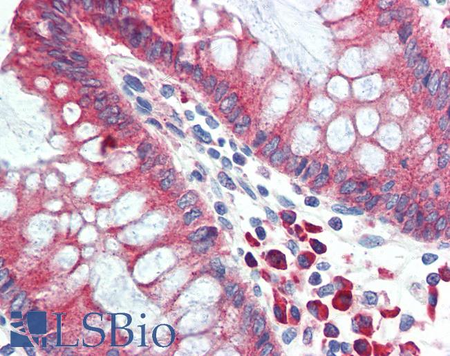 HYOU1 / ORP150 Antibody - Anti-HYOU1 / ORP150 antibody IHC of human colon. Immunohistochemistry of formalin-fixed, paraffin-embedded tissue after heat-induced antigen retrieval. Antibody concentration 5 ug/ml.