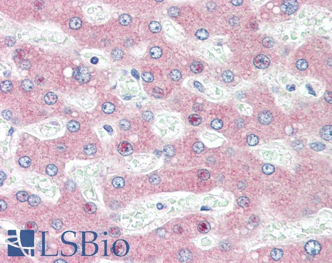 HYOU1 / ORP150 Antibody - Anti-HYOU1 / ORP150 antibody IHC of human liver. Immunohistochemistry of formalin-fixed, paraffin-embedded tissue after heat-induced antigen retrieval. Antibody concentration 5 ug/ml.