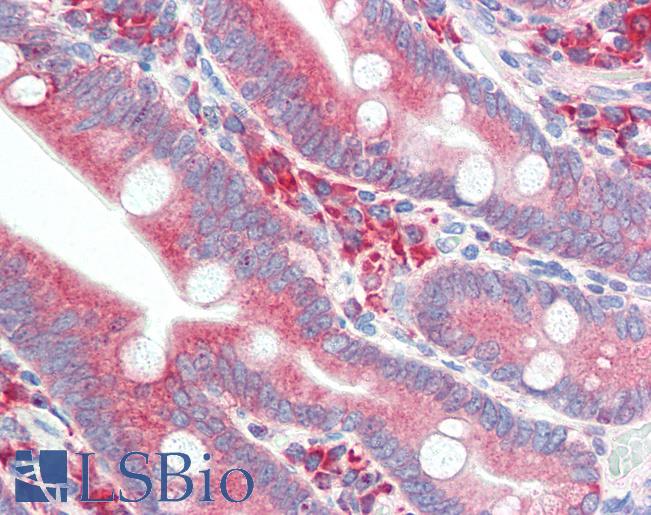 HYOU1 / ORP150 Antibody - Anti-HYOU1 / ORP150 antibody IHC of human small intestine. Immunohistochemistry of formalin-fixed, paraffin-embedded tissue after heat-induced antigen retrieval. Antibody concentration 5 ug/ml.