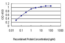 HYOU1 / ORP150 Antibody - Detection limit for recombinant GST tagged HYOU1 is approximately 0.03 ng/ml as a capture antibody.