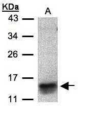 I-309 / CCL1 Antibody - Sample (30 ug of whole cell lysate). A: MOLT4. 15% SDS PAGE. I-309 / CCL1 antibody diluted at 1:500