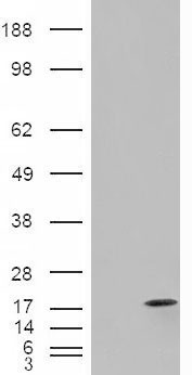 I-FABP / FABP2 Antibody - HEK293 overexpressing FABP2 (RC210206) and probed with (mock transfection in first lane).