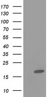 I-FABP / FABP2 Antibody - HEK293T cells were transfected with the pCMV6-ENTRY control (Left lane) or pCMV6-ENTRY FABP2 (Right lane) cDNA for 48 hrs and lysed. Equivalent amounts of cell lysates (5 ug per lane) were separated by SDS-PAGE and immunoblotted with anti-FABP2.