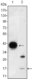 I-FABP / FABP2 Antibody - Western blot using FABP2 mouse monoclonal antibody against FABP2-hIgGFc transfected HEK293 (1) cell lysate and LOVO (2) cell lysate.