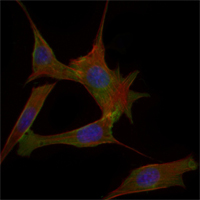 I-FABP / FABP2 Antibody - Immunofluorescence of 3T3-L1 cells using FABP2 mouse monoclonal antibody (green). Blue: DRAQ5 fluorescent DNA dye. Red: Actin filaments have been labeled with Alexa Fluor-555 phalloidin.