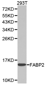 I-FABP / FABP2 Antibody - Western blot analysis of extracts of 293T cell lines, using FABP2 antibody.