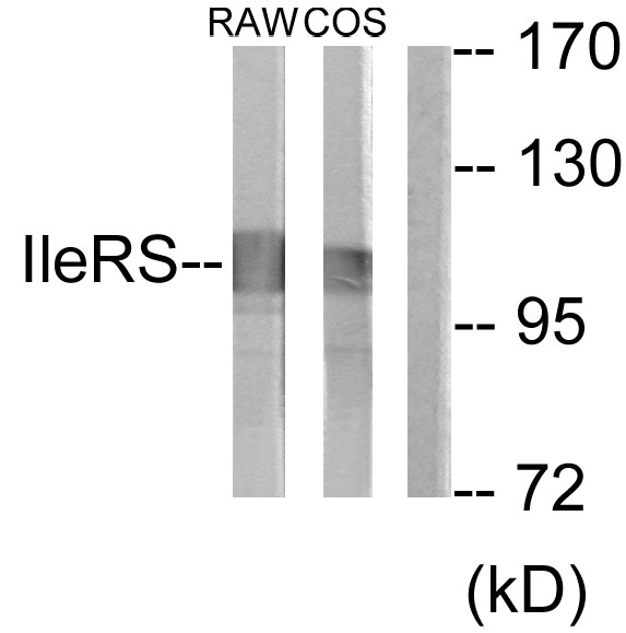 IARS2 Antibody - Western blot analysis of lysates from RAW264.7 and COS7 cells, using IARS2 Antibody. The lane on the right is blocked with the synthesized peptide.