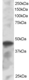ICSBP / IRF8 Antibody - Staining (1 ug/ml) of K562 lysate (RIPA buffer, 30 ug total protein per lane). Primary incubated for 1 hour. Detected by chemiluminescence.