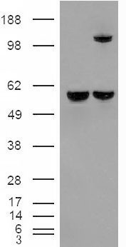 IDE Antibody - Insulysin / Insulinase antibody (0.1µg/ml) staining of K562 cell lysate (35µg protein in RIPA buffer). Detected by chemiluminescence.