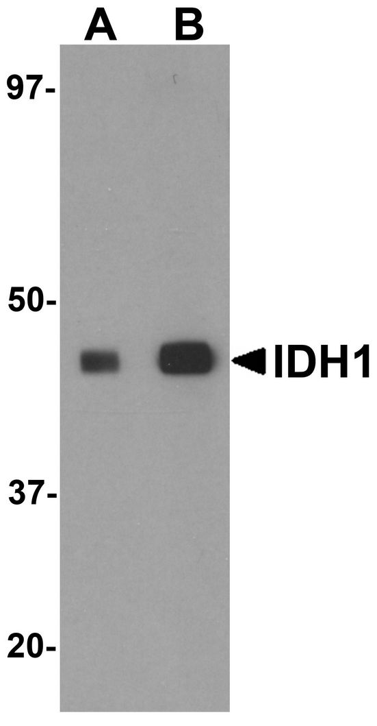 IDH1 / IDH Antibody - Western blot analysis of IDH1 in HepG2 cell lysate with IDH1 antibody at (A) 1 and (B) 2 ug/ml.