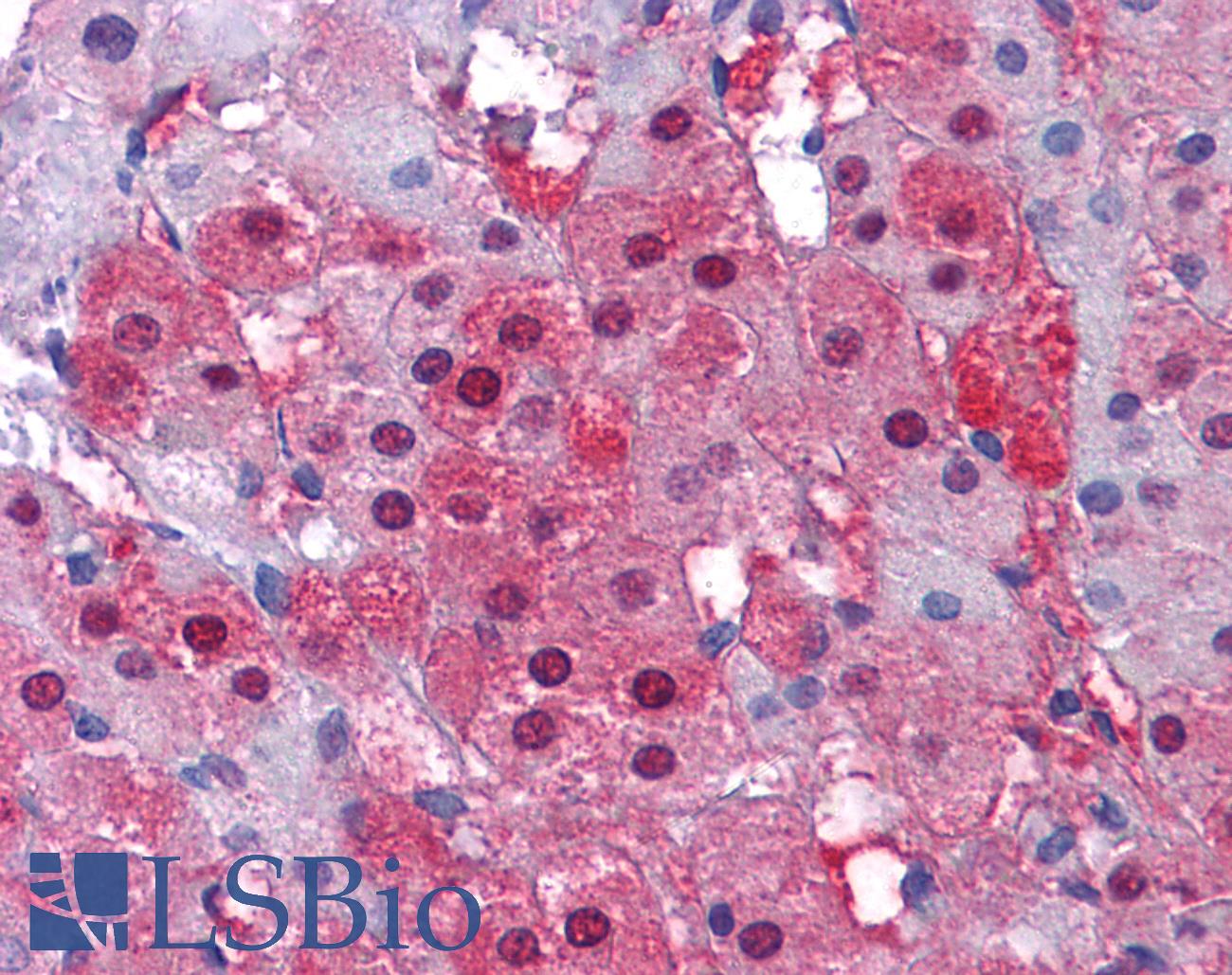 IDH1 / IDH Antibody - Anti-IDH1 antibody IHC of human adrenal. Immunohistochemistry of formalin-fixed, paraffin-embedded tissue after heat-induced antigen retrieval. Antibody concentration 5 ug/ml.