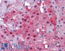 IDH1 / IDH Antibody - Anti-IDH1 antibody IHC of human adrenal. Immunohistochemistry of formalin-fixed, paraffin-embedded tissue after heat-induced antigen retrieval. Antibody concentration 5 ug/ml.