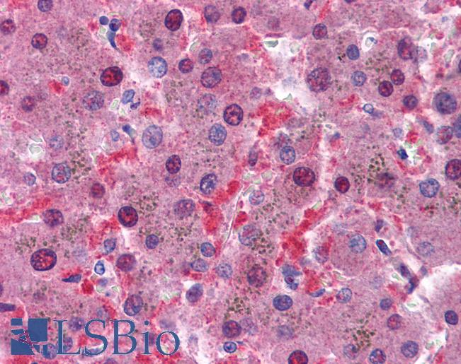 IDH1 / IDH Antibody - Anti-IDH1 antibody IHC of human liver. Immunohistochemistry of formalin-fixed, paraffin-embedded tissue after heat-induced antigen retrieval. Antibody concentration 5 ug/ml.