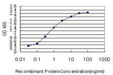 IDH2 Antibody - Detection limit for recombinant GST tagged IDH2 is approximately 0.03 ng/ml as a capture antibody.