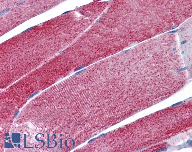 IDH2 Antibody - Anti-IDH2 antibody IHC of human skeletal muscle. Immunohistochemistry of formalin-fixed, paraffin-embedded tissue after heat-induced antigen retrieval. Antibody concentration 5 ug/ml.
