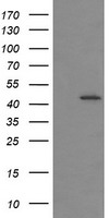 IDO1 / IDO Antibody - HEK293T cells were transfected with the pCMV6-ENTRY control (Left lane) or pCMV6-ENTRY IDO1 (Right lane) cDNA for 48 hrs and lysed. Equivalent amounts of cell lysates (5 ug per lane) were separated by SDS-PAGE and immunoblotted with anti-IDO1.