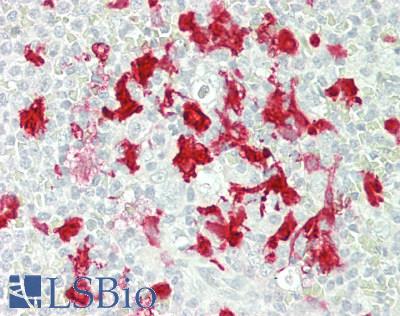 IDO1 / IDO Antibody - Human Spleen: Formalin-Fixed, Paraffin-Embedded (FFPE)