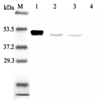 IDO1 / IDO Antibody - Western blot analysis using anti-IDO (human), mAb (ID 177) at 1:2000 dilution. 1: Recombinant human IDO (His-tagged). 2: PHA-treated human peripheral blood lymphocyte lysate. 3: Con A-treated human peripheral blood lymphocyte lysate. 4: Human peripheral blood lymphocyte lysate.