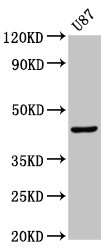 IDO1 / IDO Antibody - Western Blot Positive WB detected in: U87 whole cell lysate All lanes: IDO1 antibody at 2.6µg/ml Secondary Goat polyclonal to rabbit IgG at 1/50000 dilution Predicted band size: 46 kDa Observed band size: 46 kDa