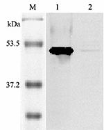 IDO1 / IDO Antibody - Western blot analysis of mouse IDO using anti-IDO (mouse), pAb at 1:2,000 dilution. 1. Recombinant mouse IDO (His-tagged). 2. Con-A treated mouse peripheral blood lymphocyte lysate.
