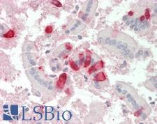 IDO1 / IDO Antibody - Mouse Small Intestine: Formalin-Fixed, Paraffin-Embedded (FFPE)