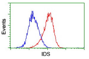 IDS / Iduronate 2 Sulfatase Antibody - Flow cytometry of HeLa cells, using anti-IDS antibody (Red), compared to a nonspecific negative control antibody (Blue).