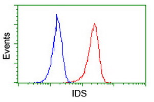 IDS / Iduronate 2 Sulfatase Antibody - Flow cytometry of Jurkat cells, using anti-IDS antibody (Red), compared to a nonspecific negative control antibody (Blue).