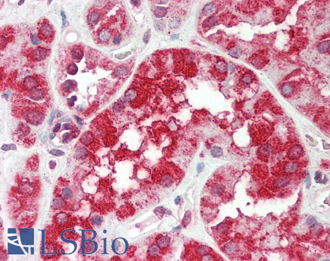 IDUA / MPS1 Antibody - Human Kidney: Formalin-Fixed, Paraffin-Embedded (FFPE).  This image was taken for the unconjugated form of this product. Other forms have not been tested.